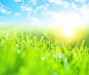 Grass field background stock photo. Image of blurred - 20156938