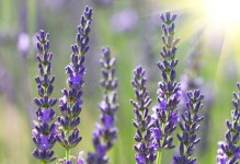 Beautiful Lavenders Stock Images - Image: 29324204 Beautiful lavenders