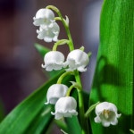 1,008 Muguet Stock Photos - Free & Royalty-Free Stock Photos from Dreamstime