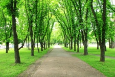 Alley with trees in park editorial stock image. Image of foliage - 212786334