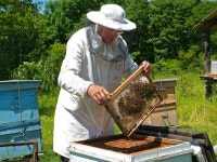 Beekeeper stock photo. Image of apis, beekeeper, nature - 8796050