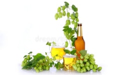 25,915 Beer Hops Stock Photos - Free & Royalty-Free Stock Photos from Dreamstime