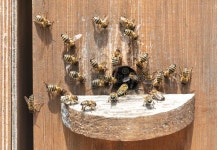Bees on a Beehive in an Apiary. Stock Photo - Image of animal, hive: 230493424