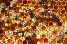 Bees on honeycomb stock photo. Image of garden, beehives - 31097188