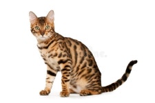 Bengal Cat, 7 Months Old, Standing Stock Photo - Image of looking, isolated: 18989858