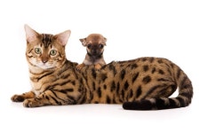 55,146 Bengal Cat Stock Photos - Free & Royalty-Free Stock Photos from Dreamstime