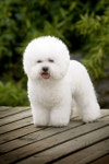 39,217 Stuffed Animal Stock Photos - Free & Royalty-Free Stock Photos from Dreamstime