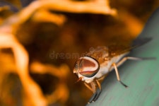 159,916 Big Eye Stock Photos - Free & Royalty-Free Stock Photos from Dreamstime