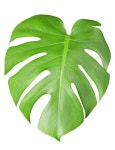 Green leaf stock photo. Image of outdoor, plant, petal - 4940760