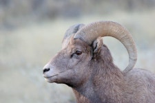 Free Animals (Wildlife) pictures, photos & images - Royalty-Free and Public Domain by Dreamstime