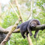 921 Binturong Stock Photos - Free & Royalty-Free Stock Photos from Dreamstime