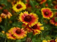 1,574 Eyed Susans Stock Photos - Free & Royalty-Free Stock Photos from Dreamstime