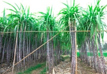 1,610 Stalk Rows Stock Photos - Free & Royalty-Free Stock Photos from Dreamstime