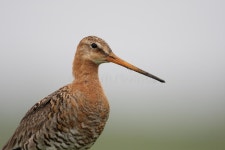 Jimmy Carter editorial image. Image of president, states - 82884955