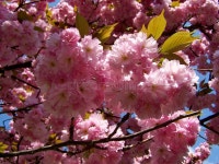 Tree, Pink, Blossom, Cherry Blossom Picture. Image: 120958335