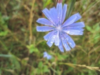 169 Chicory Drops Stock Photos - Free & Royalty-Free Stock Photos from Dreamstime