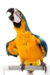 37,952 Yellow Macaw Stock Photos - Free & Royalty-Free Stock Photos from Dreamstime