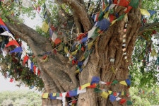 684 Lumbini Tree Stock Photos - Free & Royalty-Free Stock Photos from Dreamstime