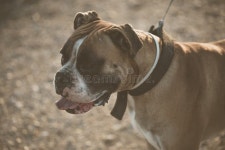 Boxer Breed Dog Watching Another Dog Stock Image - Image of look, garden: 162322853