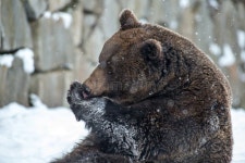497 Bear Pelt Stock Photos - Free & Royalty-Free Stock Photos from Dreamstime