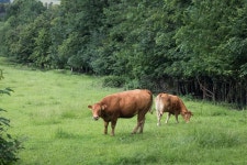 302 Cow Filed Stock Photos - Free & Royalty-Free Stock Photos from Dreamstime