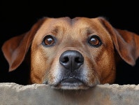 A Brown Dog Peeking Over a Wall with a Black Background Stock Photo - Image of eyes, black: 359027686