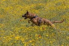 Brown Dog Spring in the Flower Field Stock Photo - Image of friend, flower: 86156722