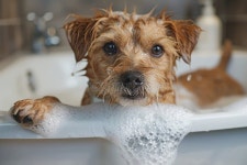 Brown Dog is Taking a Bubble Bath Stock Photo - Image of terrier, grooming: 349312016