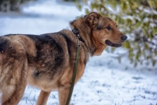 Brown Mongrel Dog on a Leash Stock Image - Image of background, coat: 80655167