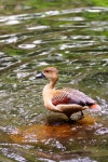 Asian treeduck stock photo. Image of biology, elegance - 999266