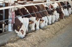 Cowshed stock image. Image of cowshed, food, israel, silage - 17841531