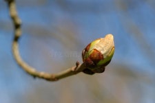 The bud stock image. Image of springtime, flower, plant - 55013711