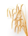 Wheat stock image. Image of meal, grain, cultivation - 22846233