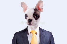 330,367 Dog Face Stock Photos - Free & Royalty-Free Stock Photos from Dreamstime