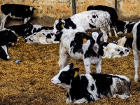 Cow Images - Download 254,629 Royalty Free Photos - Page 17