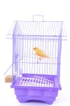 Cage stock image. Image of white, fauna, isolated, purple - 4245443