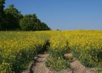 Organic Farming Mustard Field in Springtime Stock Image - Image of colorful, blooming: 115045619 Organic Farming Mustard Field In... 