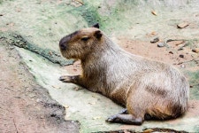 The capybara stock photo. Image of hydrochaeris, hairy - 33248086