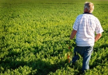 13,409 Carrot Farmer Stock Photos - Free & Royalty-Free Stock Photos from Dreamstime