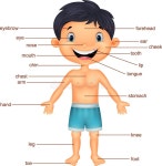 Cartoon Boy Vocabulary Part of Body Stock Vector - Illustration of forehead, chin: 45747264