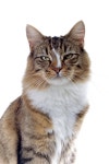 Cat stock image. Image of fluffy, studio, kitty, shot - 1579895