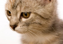Cat stock image. Image of felis, cats, claw, shorthair - 2926803
