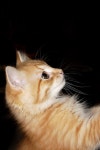 Orange baby stock photo. Image of orange, nose, whiskers - 994002