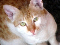 Cartoon Cat Icon Picture. Image: 17346397