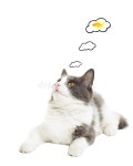 2,115 Cat Dreams Stock Photos - Free & Royalty-Free Stock Photos from Dreamstime