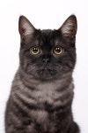 Katten Stock Photos - Free & Royalty-Free Stock Photos from Dreamstime