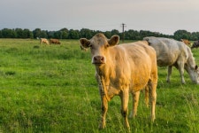 Cattle - cows stock photo. Image of pasture, nature, sunrise - 93672798