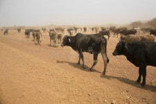 441 Namibia Cattle Stock Photos - Free & Royalty-Free Stock Photos from Dreamstime