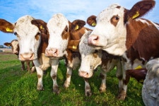Cattle on Green Meadow are Feeded Stock Image - Image of agriculture, germany: 13636737