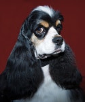 Cavalier king portrait stock photo. Image of loyal, asking - 40642244